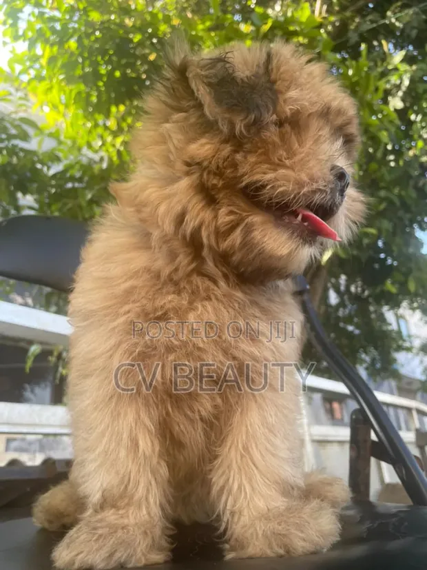 Tzu Cairn Terrier Shih Care Tzu Puppies For Sale 1-3 Months Female