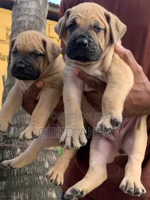 1-3 months Female Purebred Boerboel