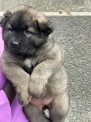 1-3 months Female Purebred Caucasian Shepherd