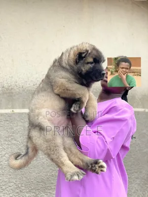 1-3 months Female Purebred Caucasian Shepherd