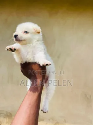 1-3 months Female Purebred American Eskimo