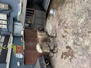 1+ year Male Purebred Caucasian Shepherd
