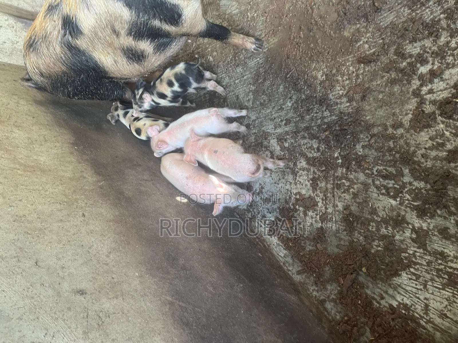 Weaners Pigs