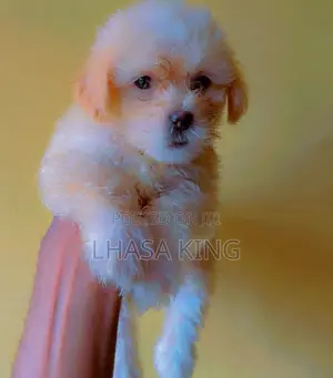 1-3 months Female Purebred Lhasa Apso