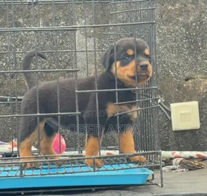 1-3 months Male Purebred Rottweiler