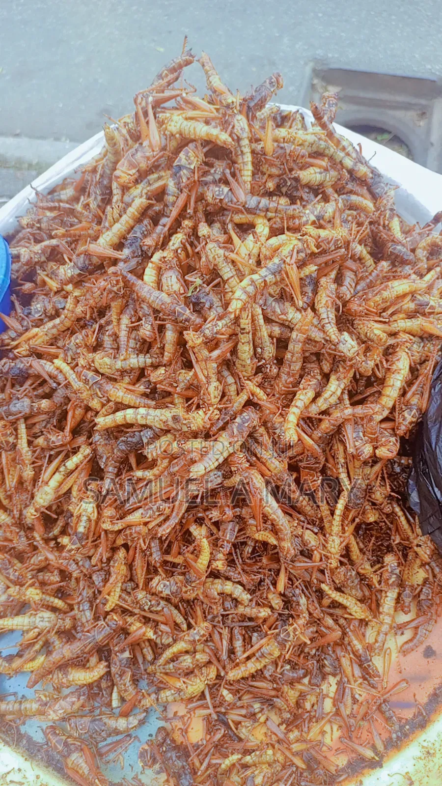 Grasshopper (Para)