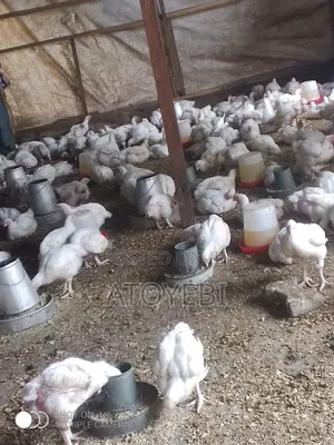 Christmas Turkey Is Available
