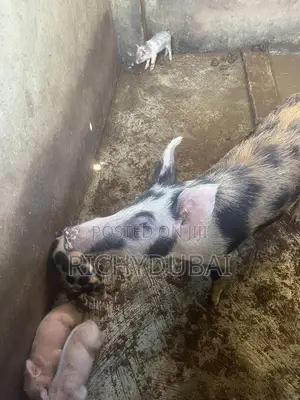 Weaners Pigs