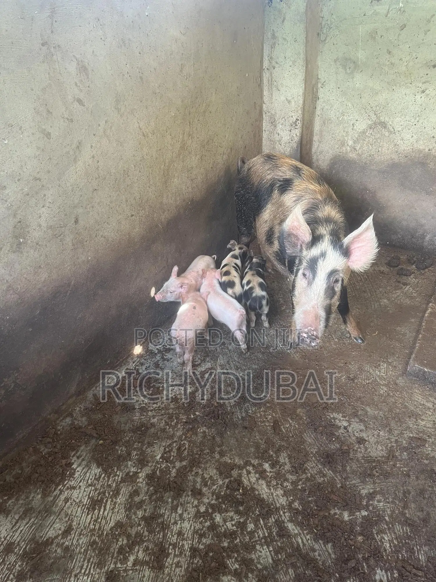 Weaners Pigs