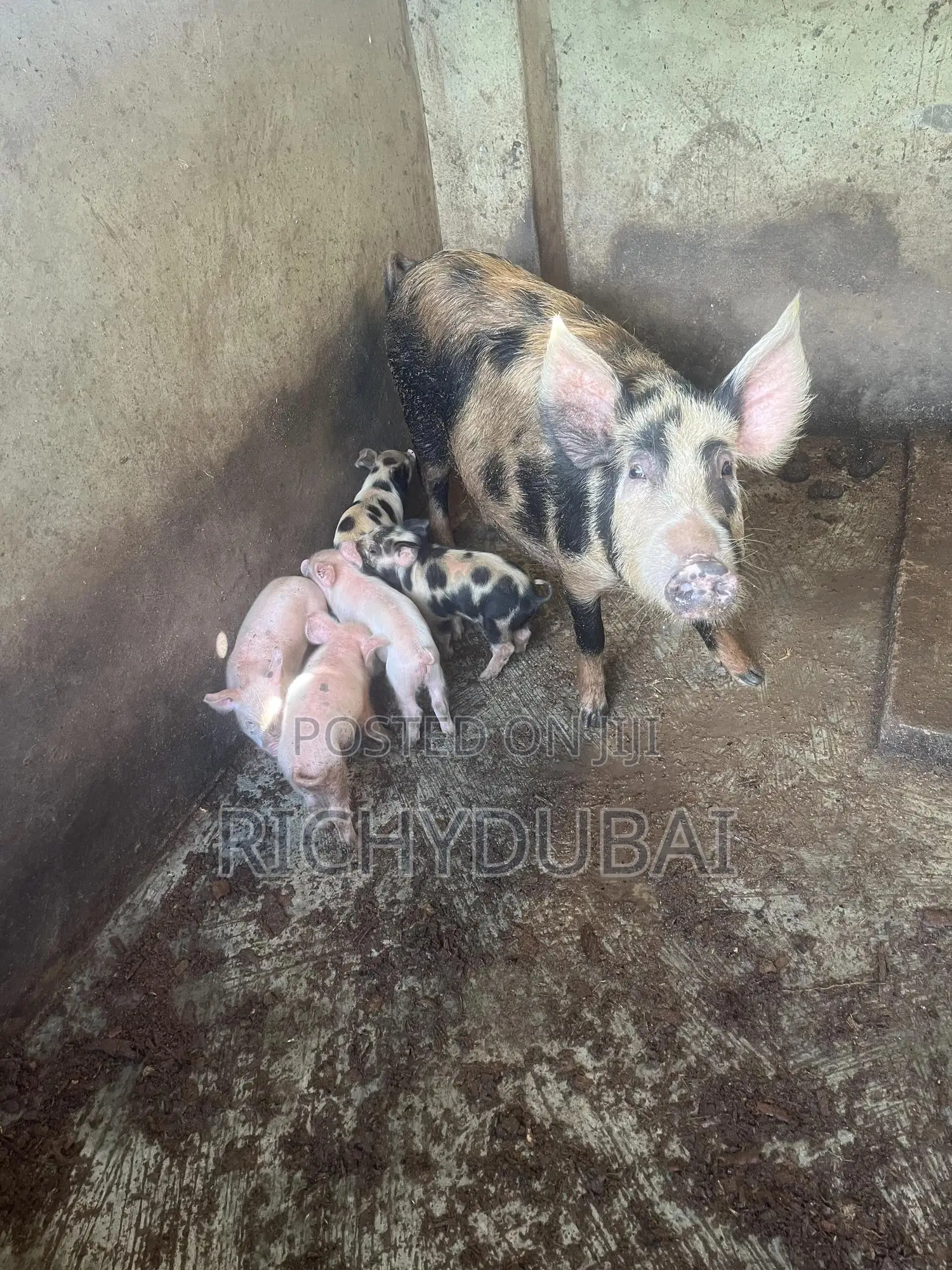 Weaners Pigs