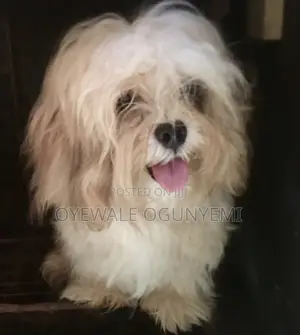 1+ year Male Purebred Lhasa Apso