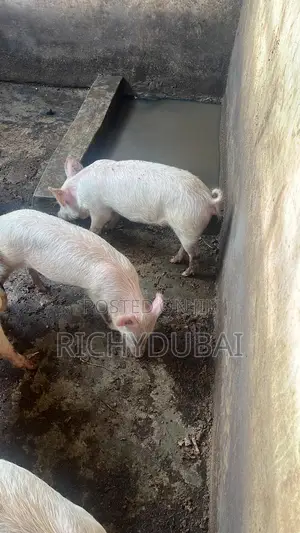 Grower Pigs