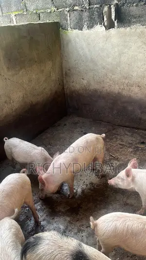 Grower Pigs