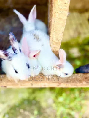 Sweet Pets