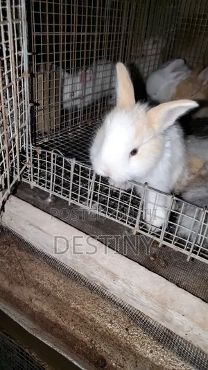 Sweet Pets