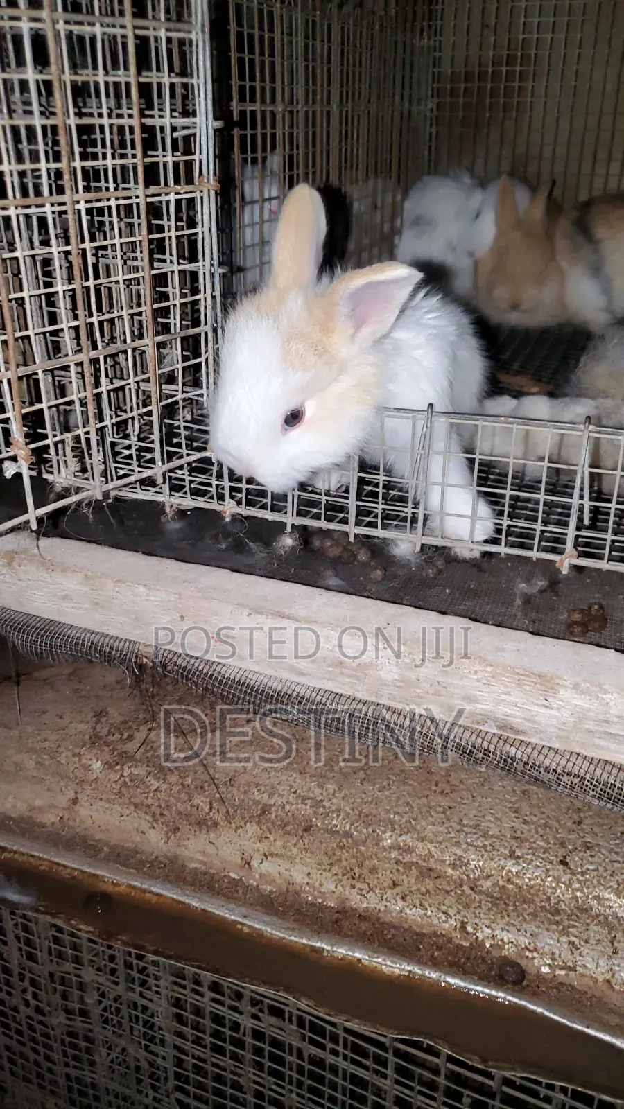 Sweet Pets