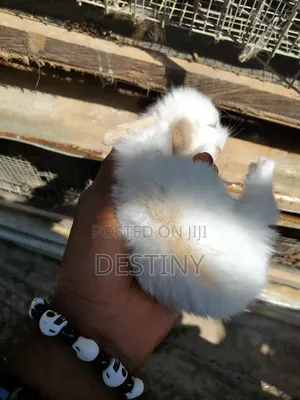 Baby Rabbits