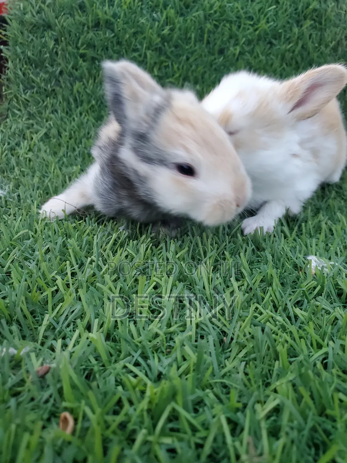 Baby Rabbits