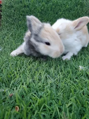 Baby Rabbits