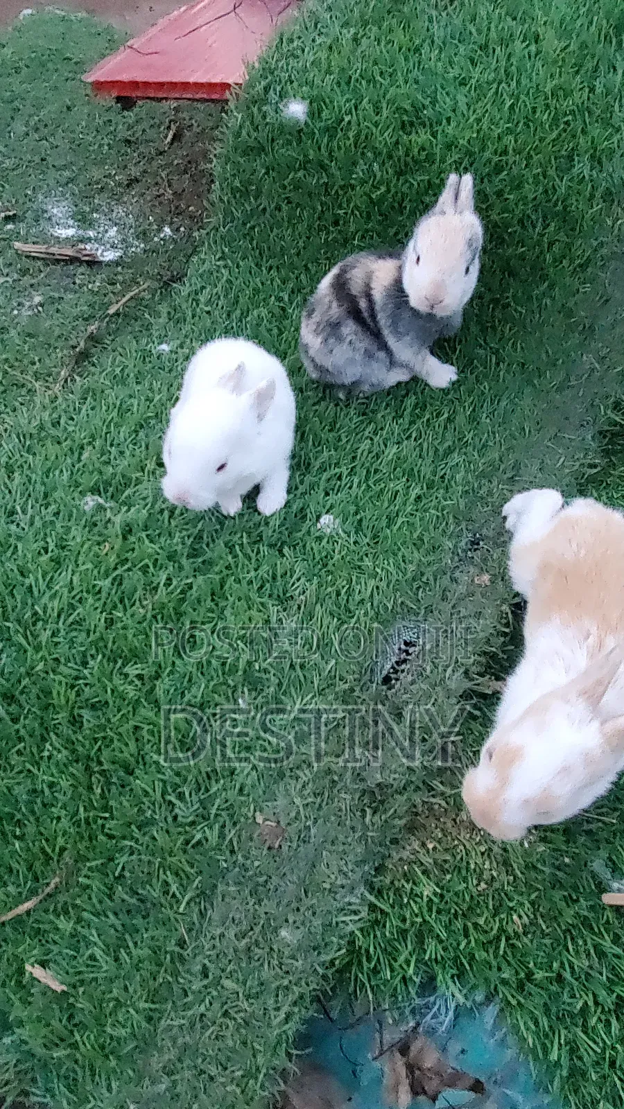 Baby Rabbits