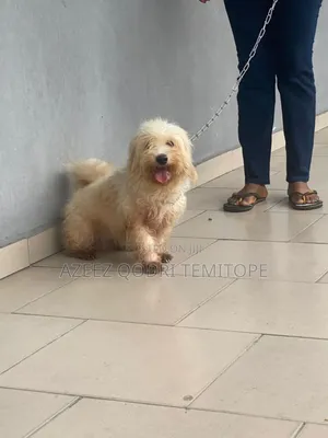 1+ year Female Purebred Lhasa Apso