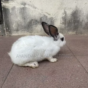 Rabbit ( 8 Weeks Old)