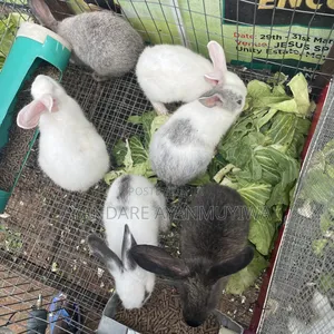 Rabbit ( 8 Weeks Old)