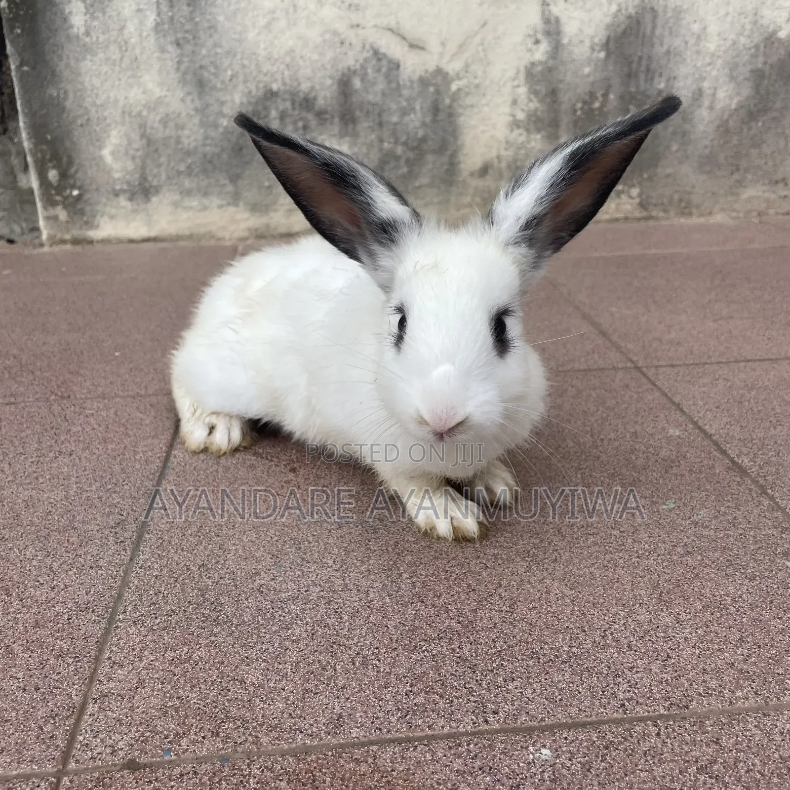Rabbit ( 8 Weeks Old)