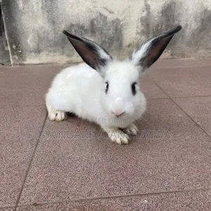 Rabbit ( 8 Weeks Old)