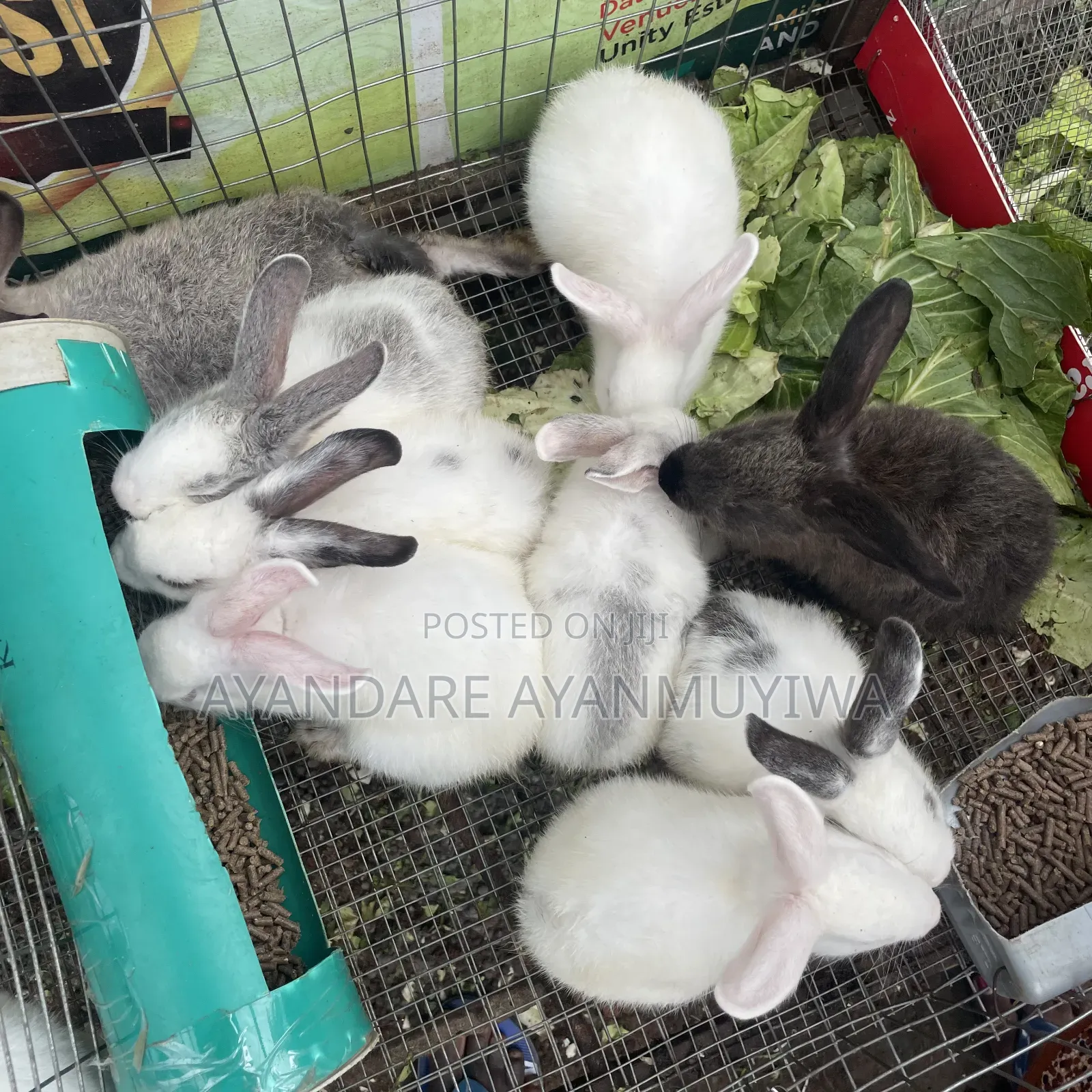 Rabbit ( 8 Weeks Old)