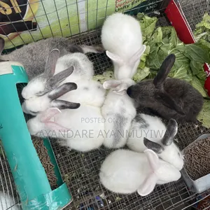 Rabbit ( 8 Weeks Old)
