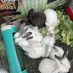Rabbit ( 8 Weeks Old)