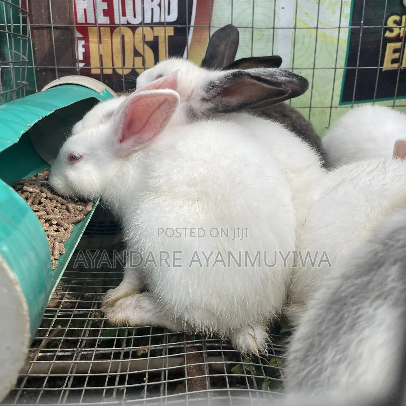 Rabbit ( 8 Weeks Old)