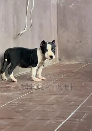 1-3 months Female Purebred American Pit Bull Terrier