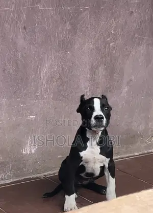 1-3 months Female Purebred American Pit Bull Terrier