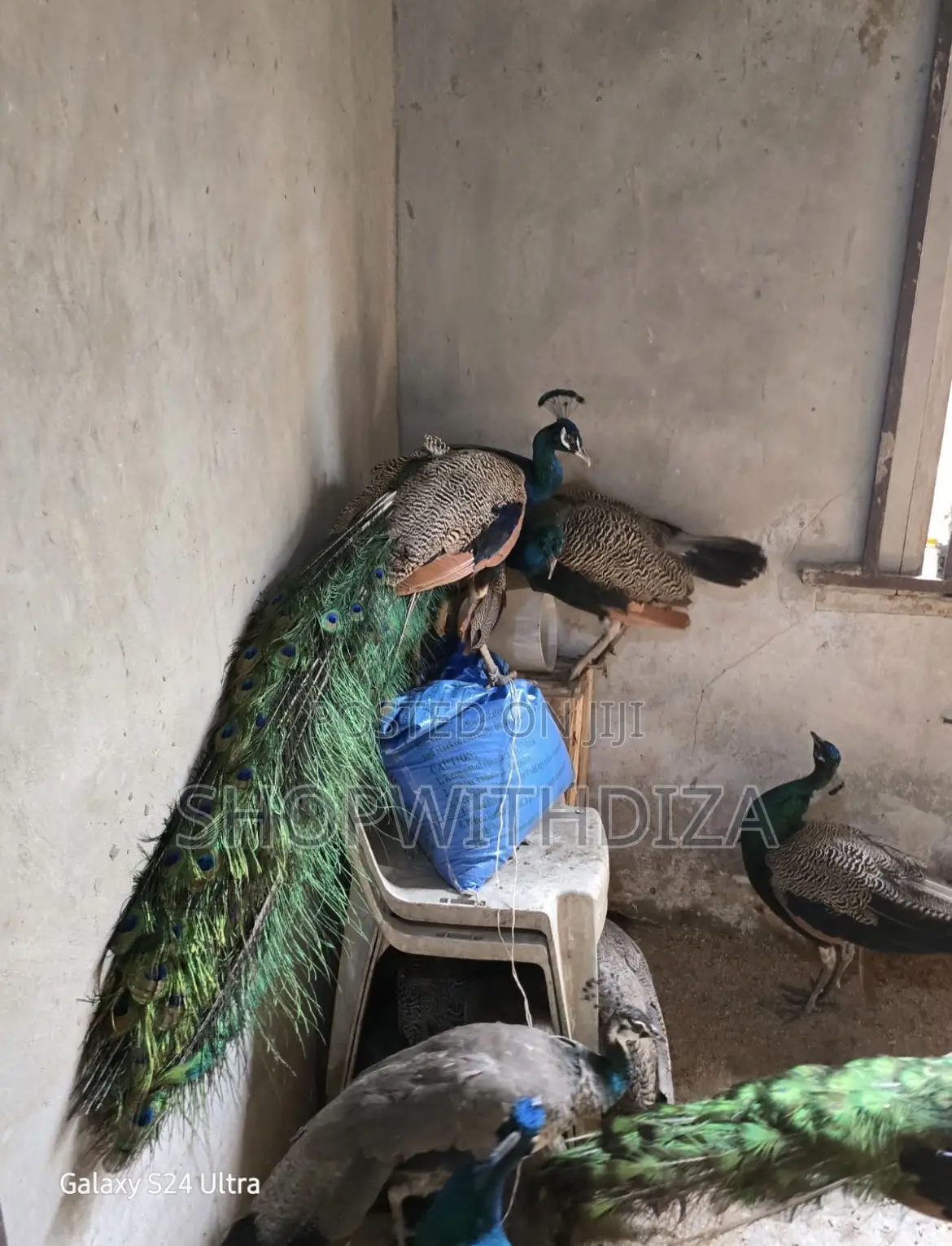 Peacocks and Peahen
