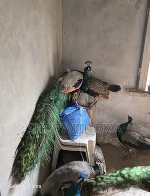 Peacocks and Peahen