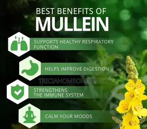 🌿 Mullein Leaf Tea – Natural Lung Cleanser