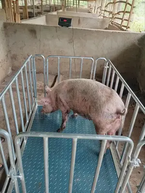 Walk-in Digital Animal Cage Scale
