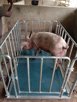 Walk-in Digital Animal Cage Scale