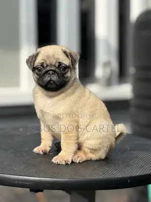 1-3 months Male Purebred Pug
