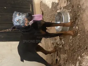 1+ year Female Purebred Doberman Pinscher