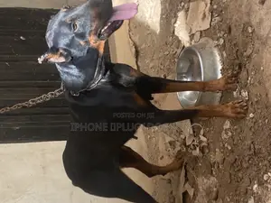 1+ year Female Purebred Doberman Pinscher