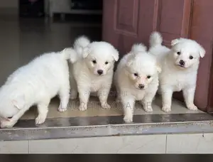 1-3 months Male Purebred American Eskimo