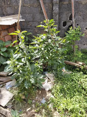 400sqm Sholuyi Gbagada Fenced Gated