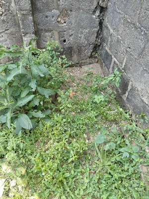 Farm Land Km Now Selling Owode Ogun State