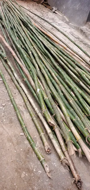 Freshly Cut Bamboo Poles