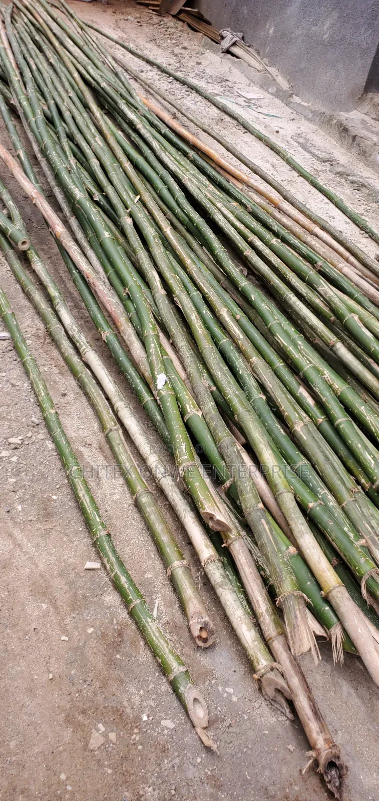 Freshly Cut Bamboo Poles