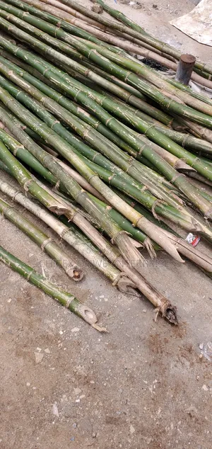 Freshly Cut Bamboo Poles