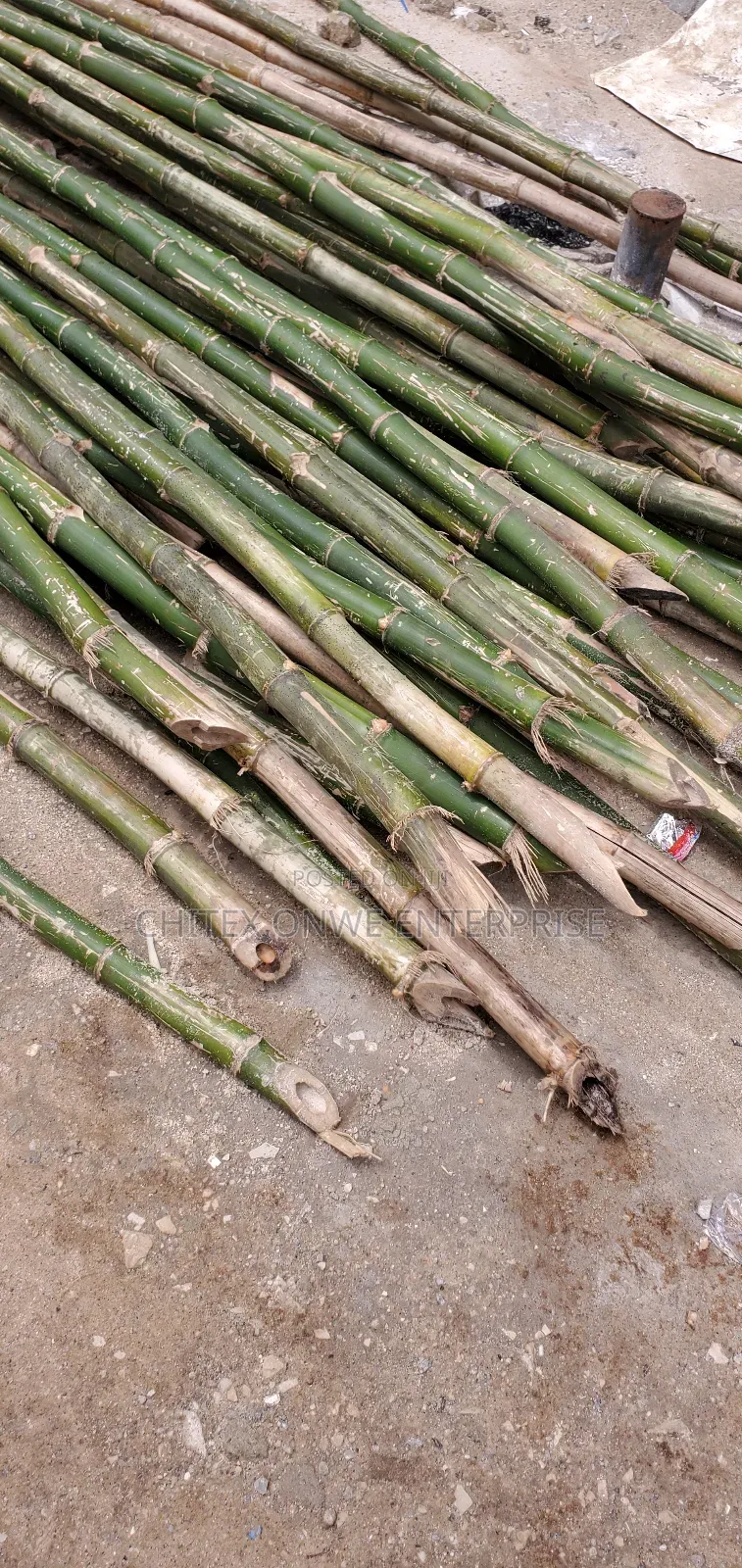 Freshly Cut Bamboo Poles